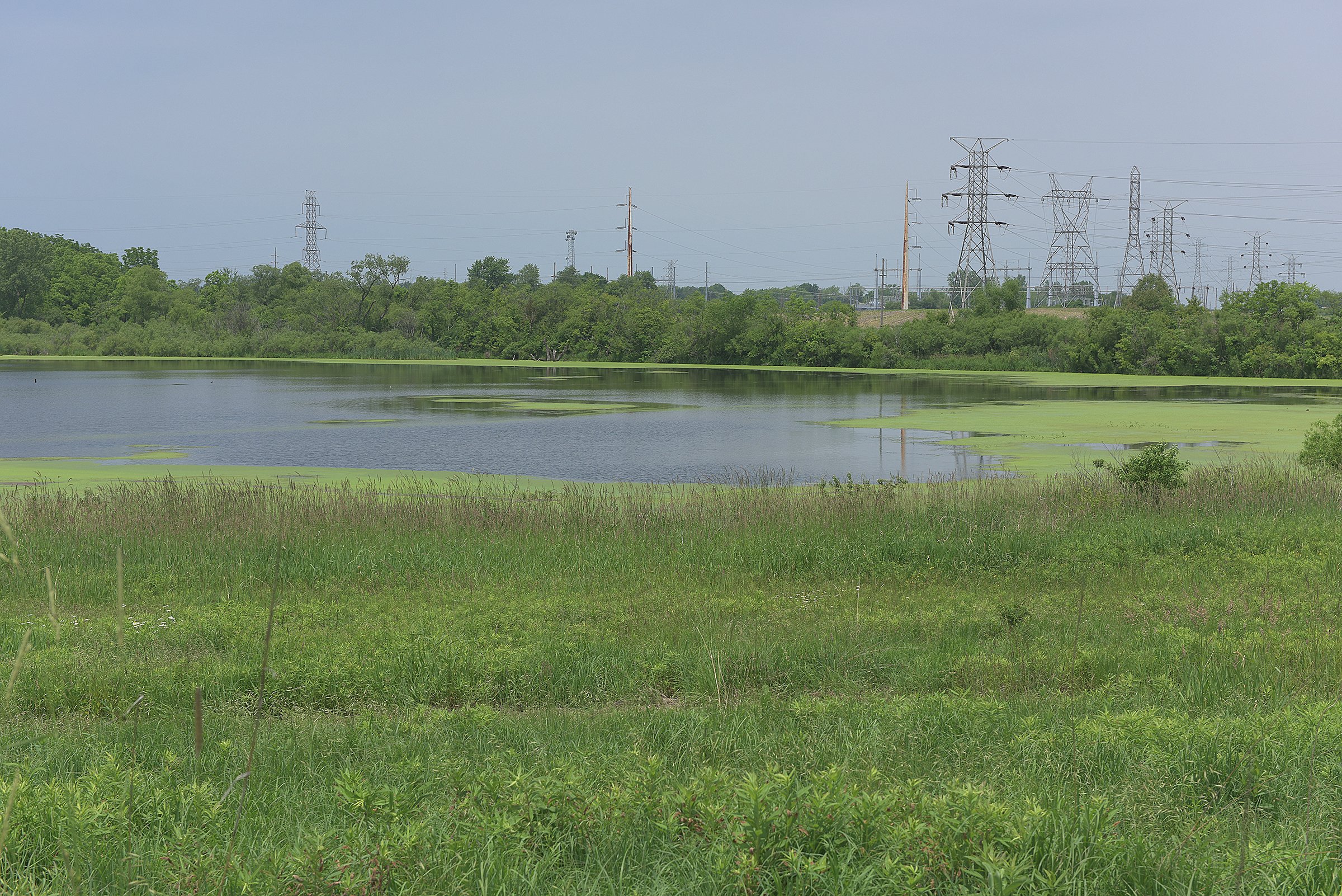 Pond on a farm in Lake County, Indiana - LAND AUCTION - 147+/- ACRES OFFERED IN 3 TRACTS IN LAKE COUNTY, INDIANA